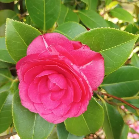 Camelia Tuscany * Pescia