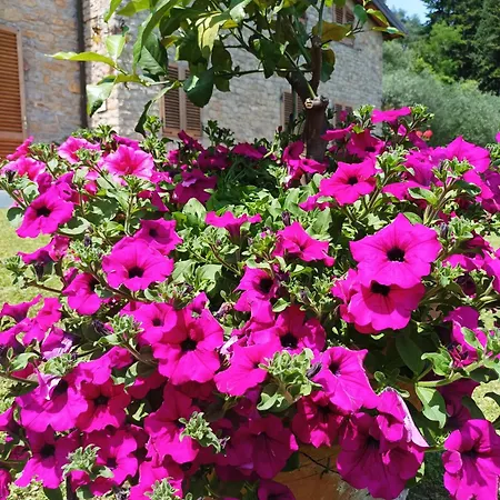 Camelia Tuscany Villa
